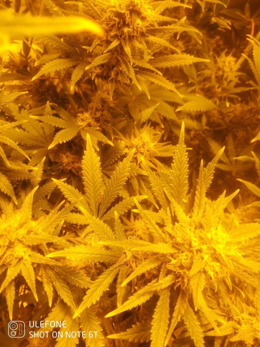 Ov just started a 4 7day flush have i dont it at a right time 18