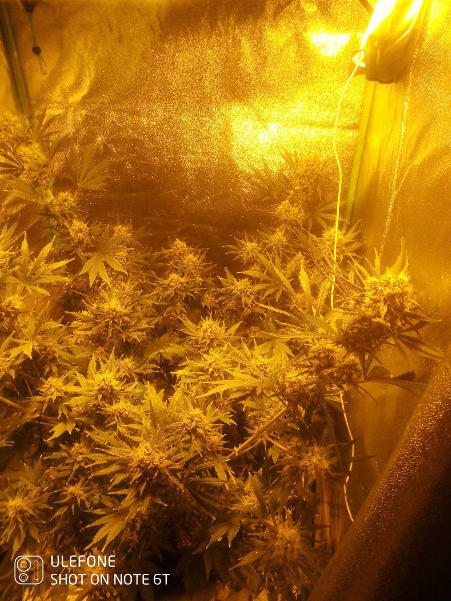 Ov just started a 4 7day flush have i dont it at a right time 3