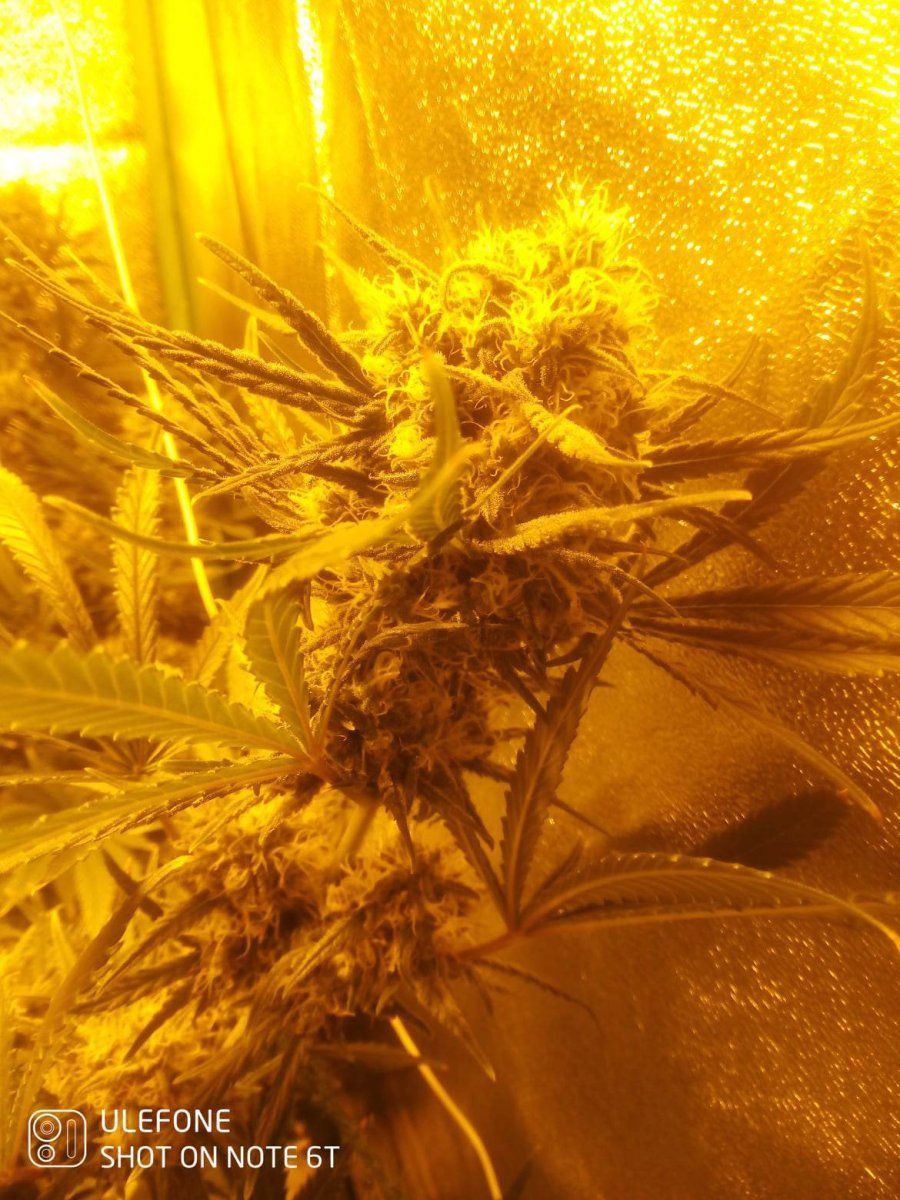 Ov just started a 4 7day flush have i dont it at a right time 4