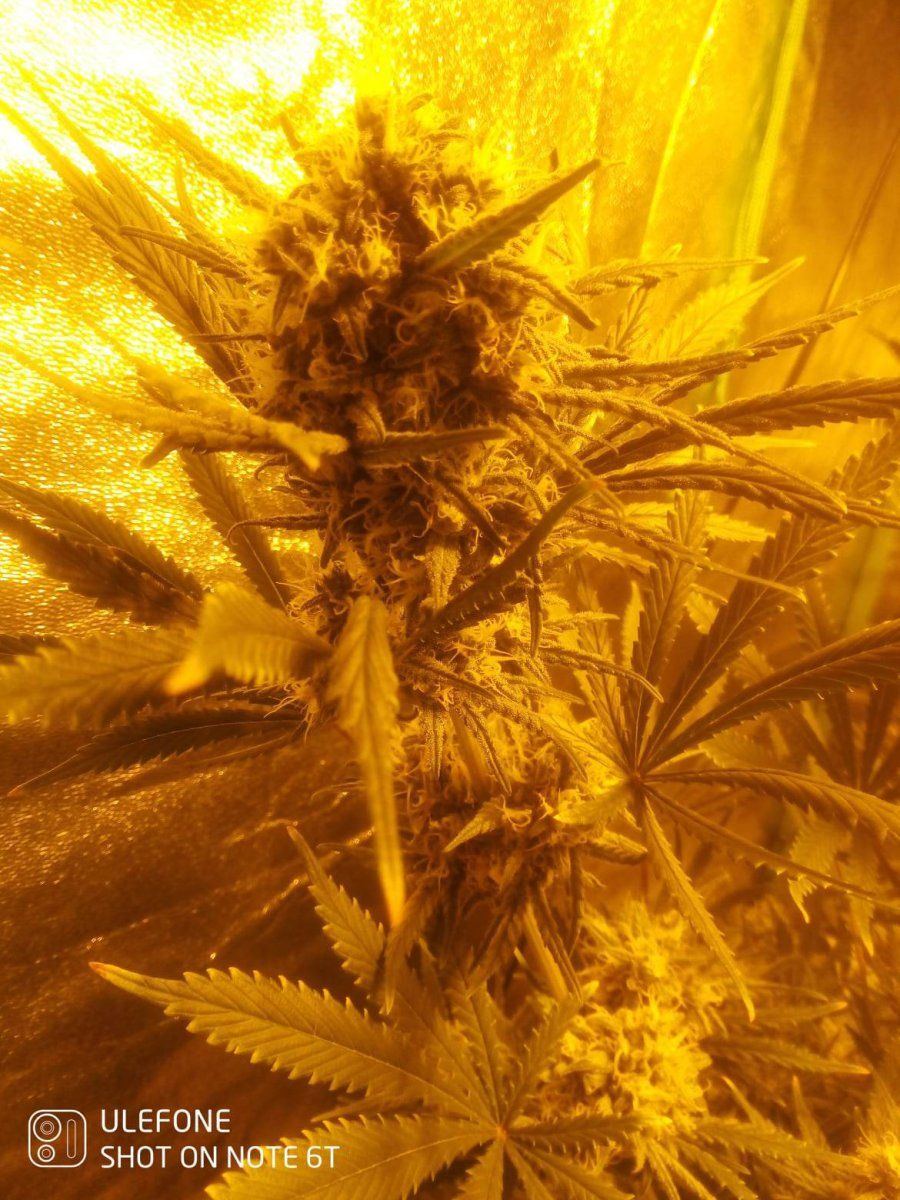 Ov just started a 4 7day flush have i dont it at a right time 6
