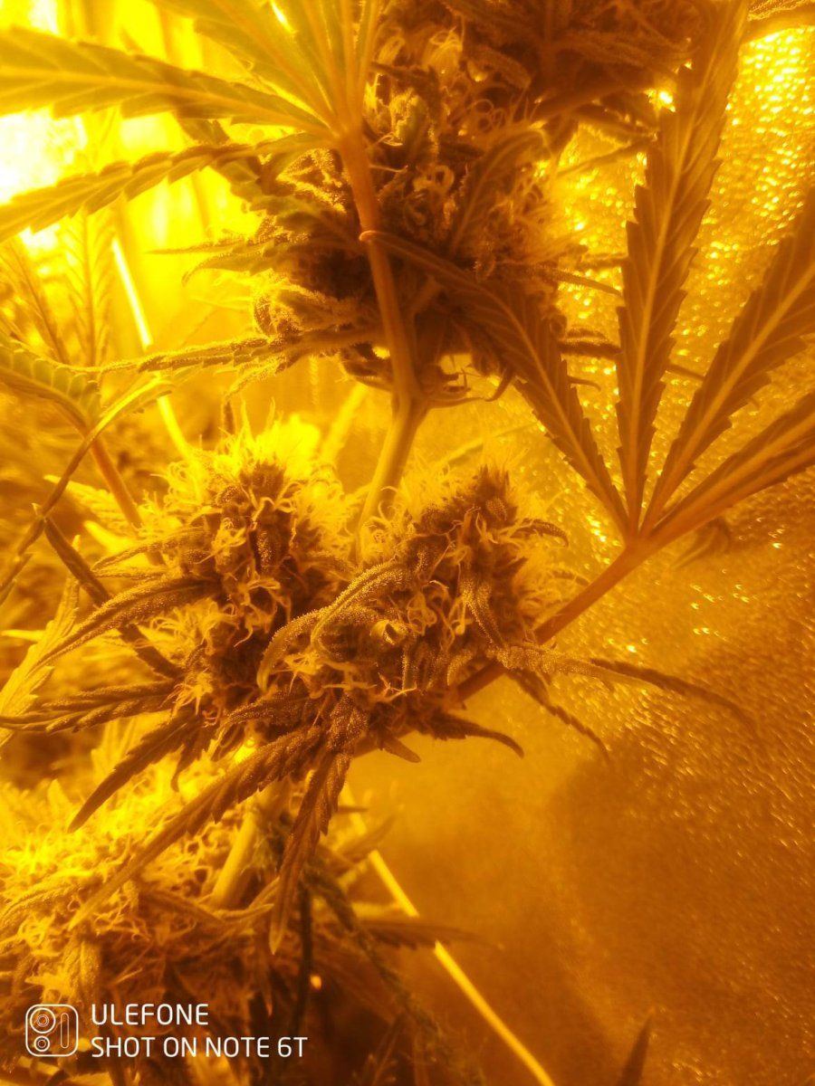 Ov just started a 4 7day flush have i dont it at a right time 7