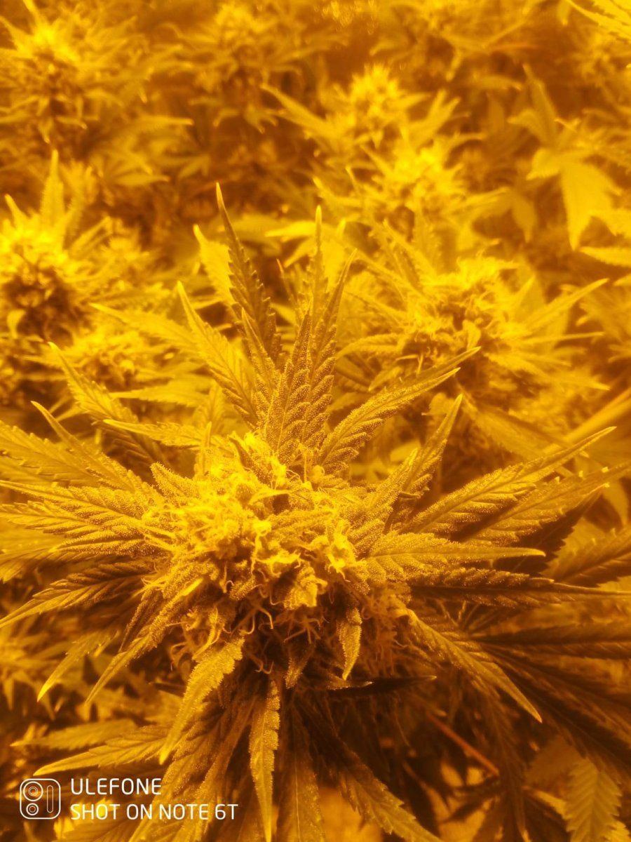 Ov just started a 4 7day flush have i dont it at a right time 8