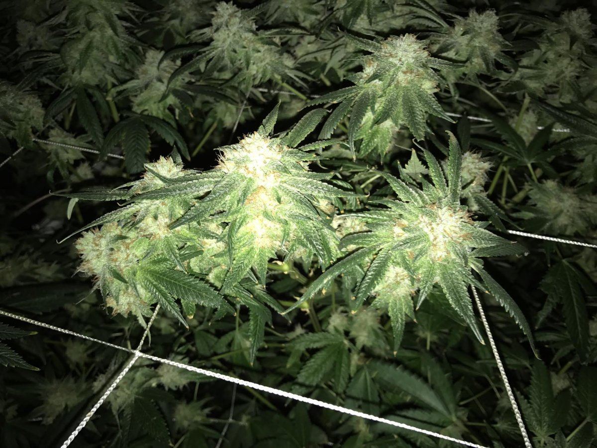 Over feed cannabis