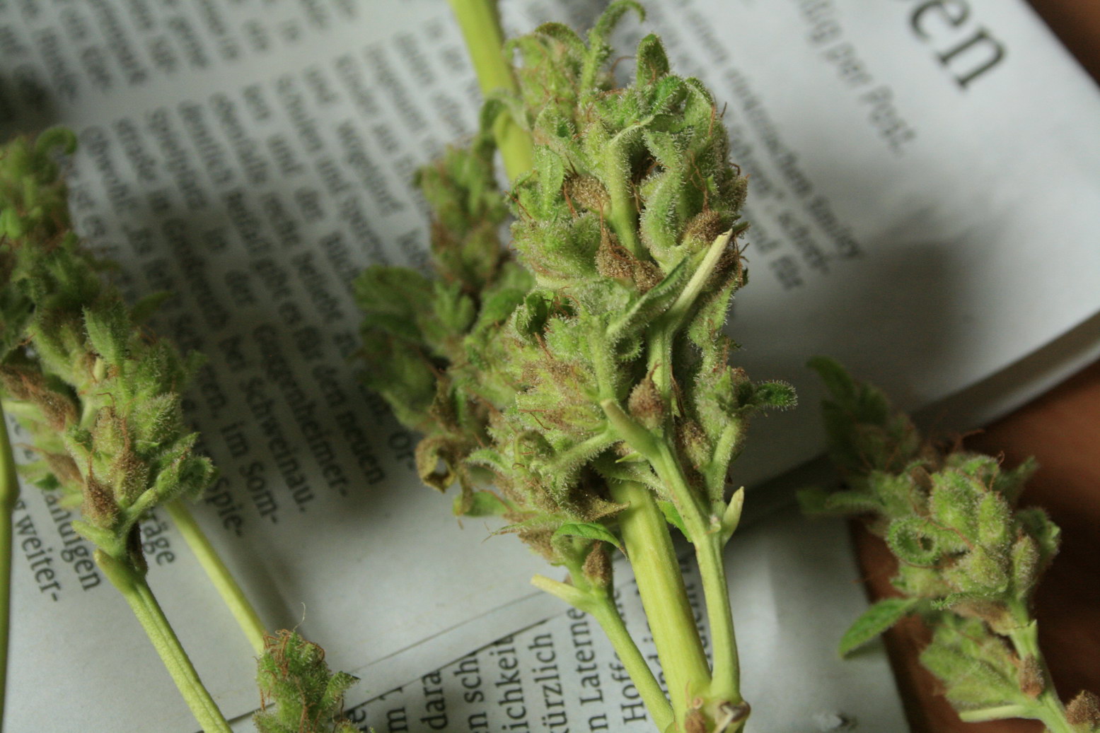 Over ripe buds or bud rot