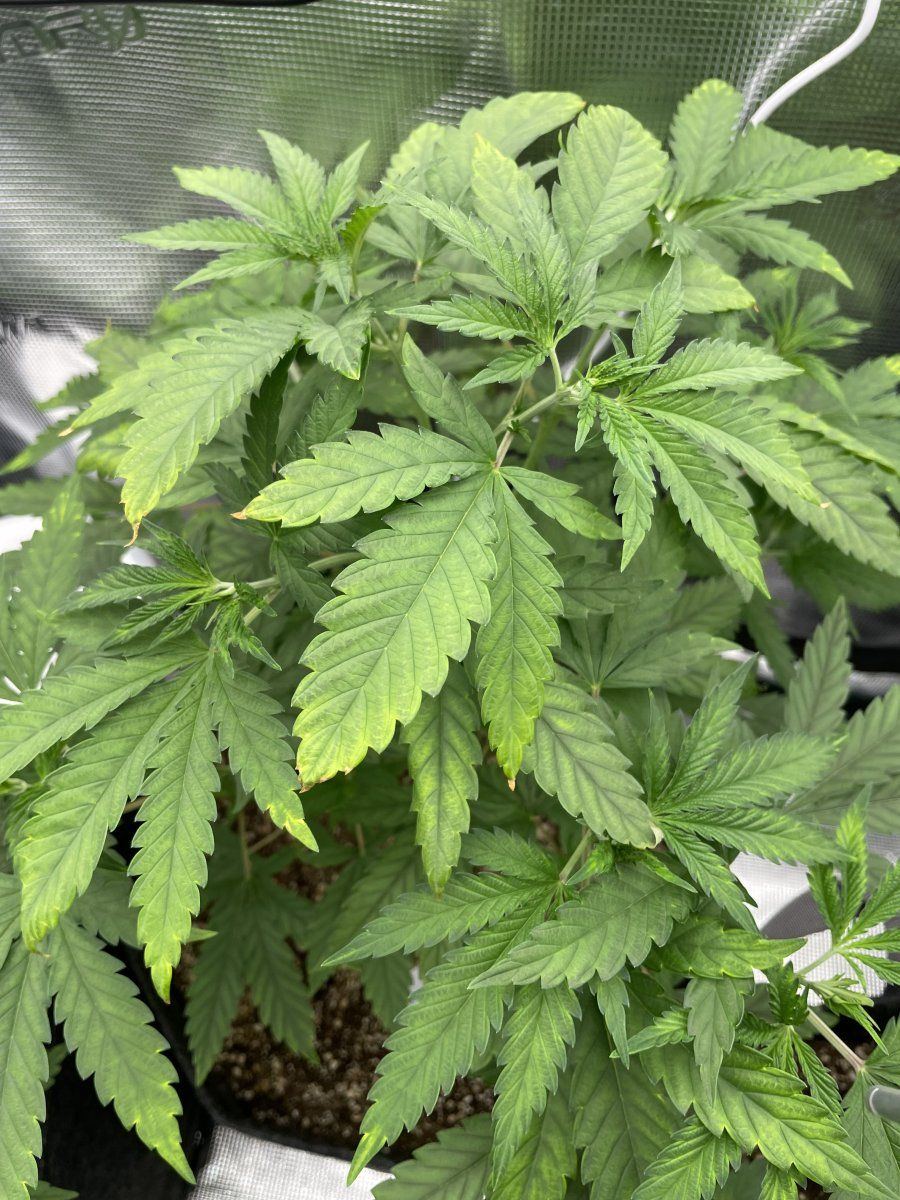 Over watered or magnesium deficiency 2