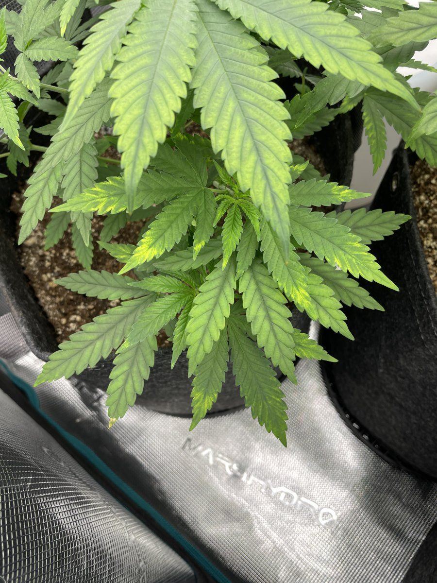 Over watered or magnesium deficiency 3