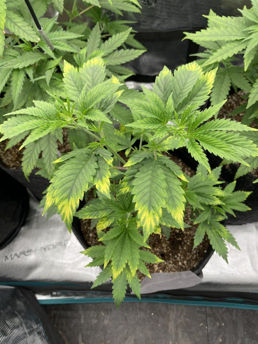 Over watered or magnesium deficiency 4