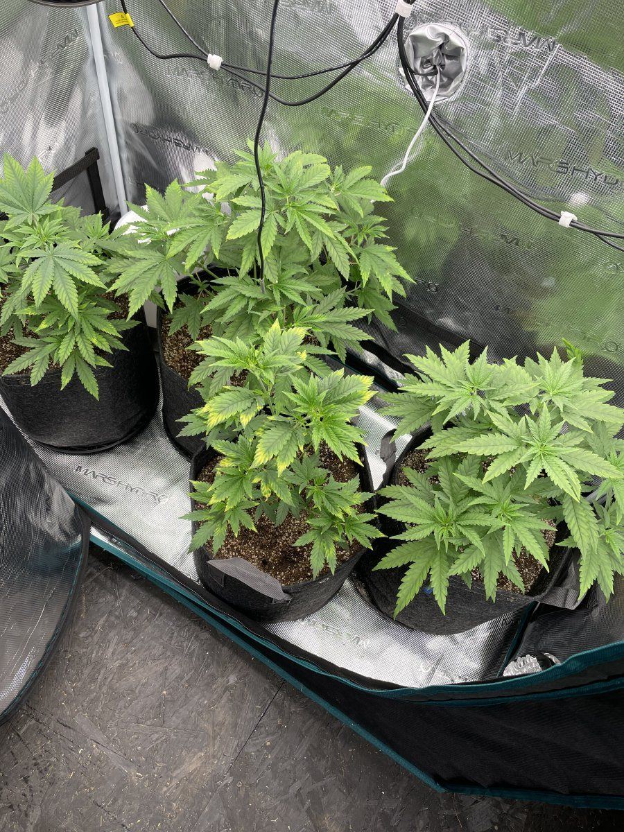 Over watered or magnesium deficiency