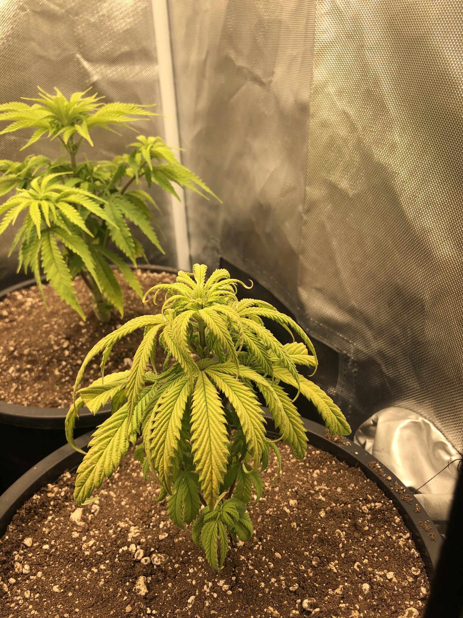 Over watered or under watered ? Help! - THCFarmer
