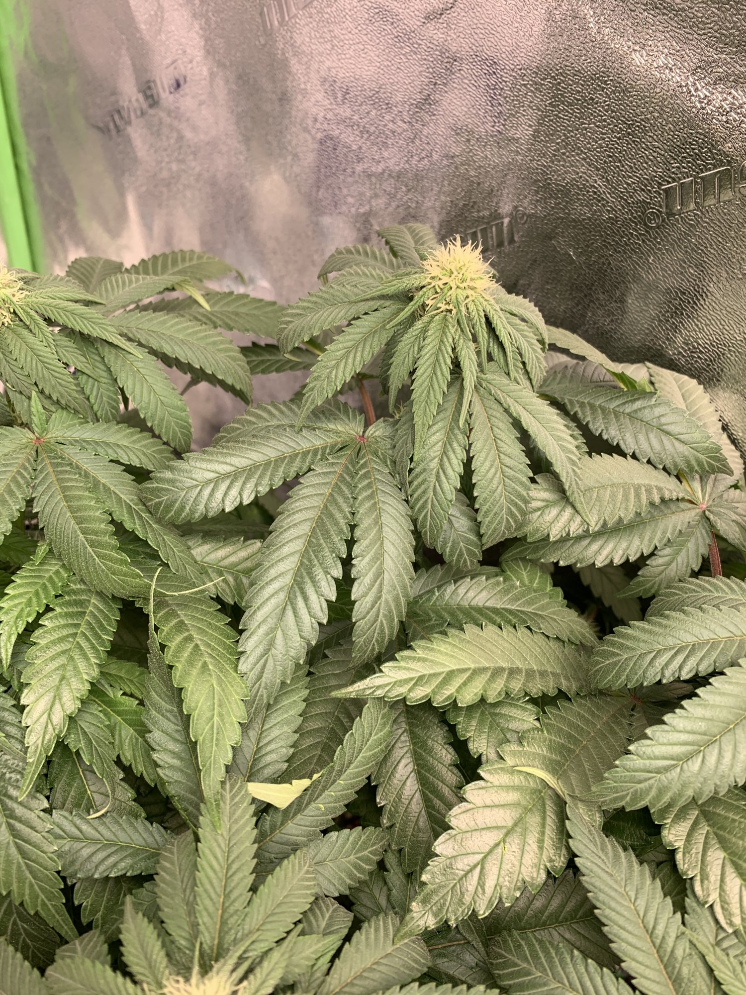 Over watering or a deficiency 3
