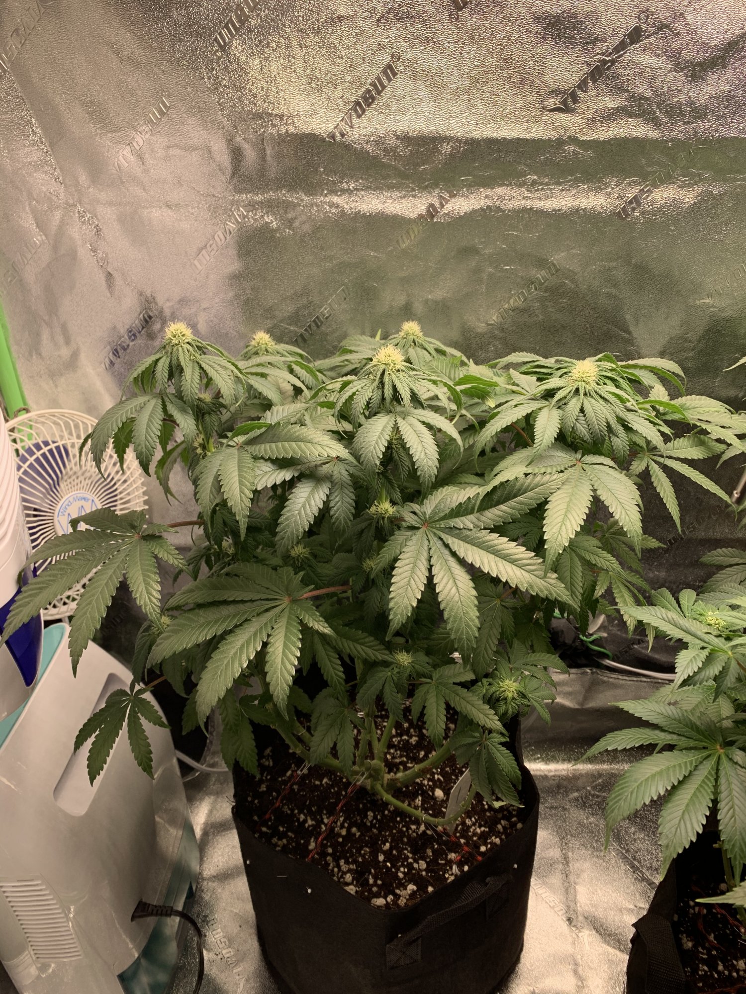 Over watering or a deficiency 4