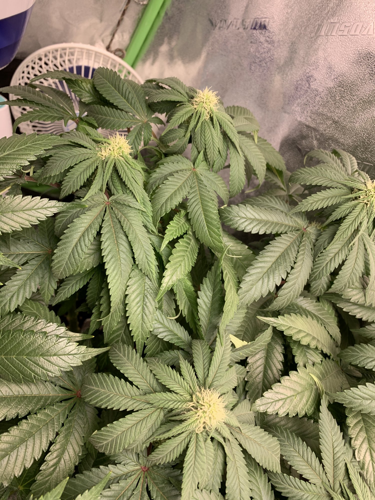 Over watering or a deficiency