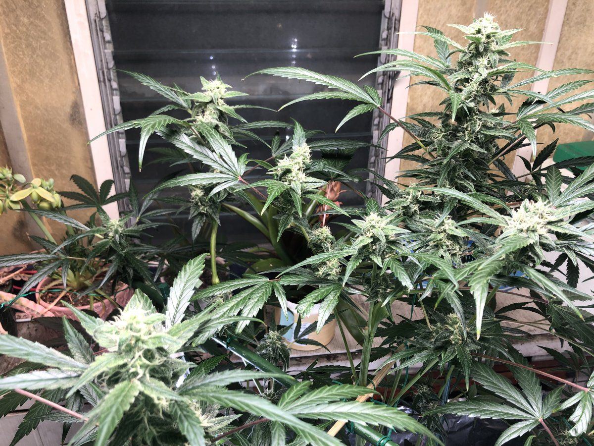 Overeating during week six of flower 5