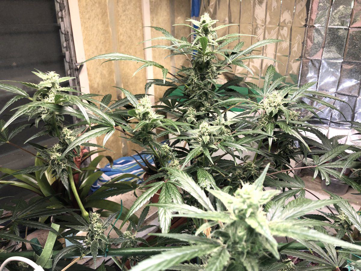 Overeating during week six of flower 6