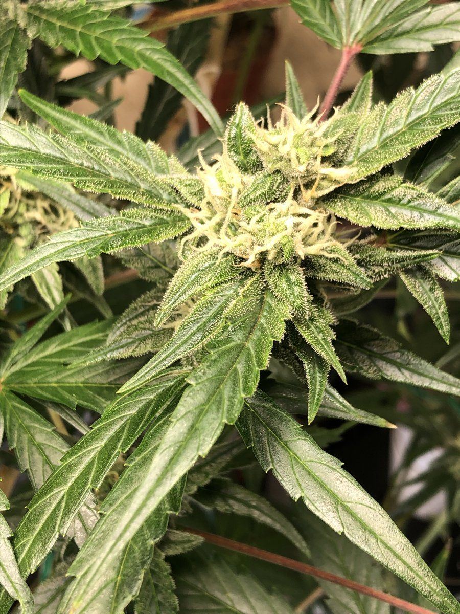 Overeating during week six of flower 7