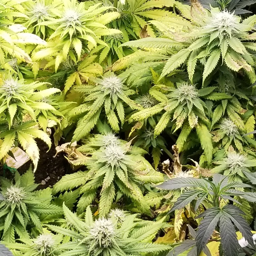 Overfed calcium 4th week flower flush or let it play out
