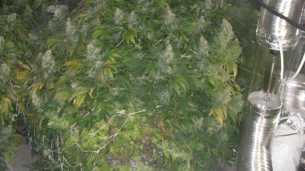 Overgrown