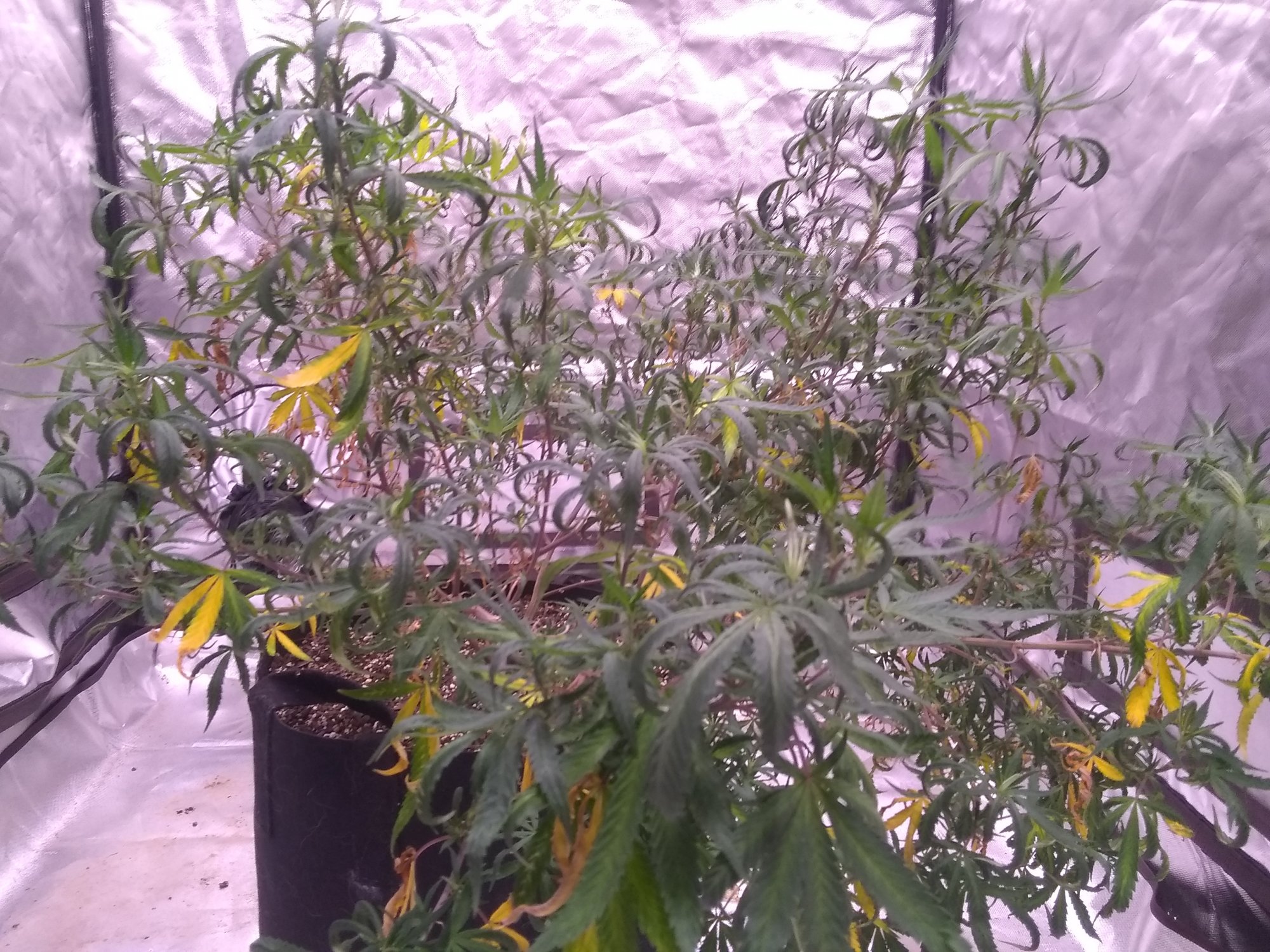 Overwatered second grow in soil 3