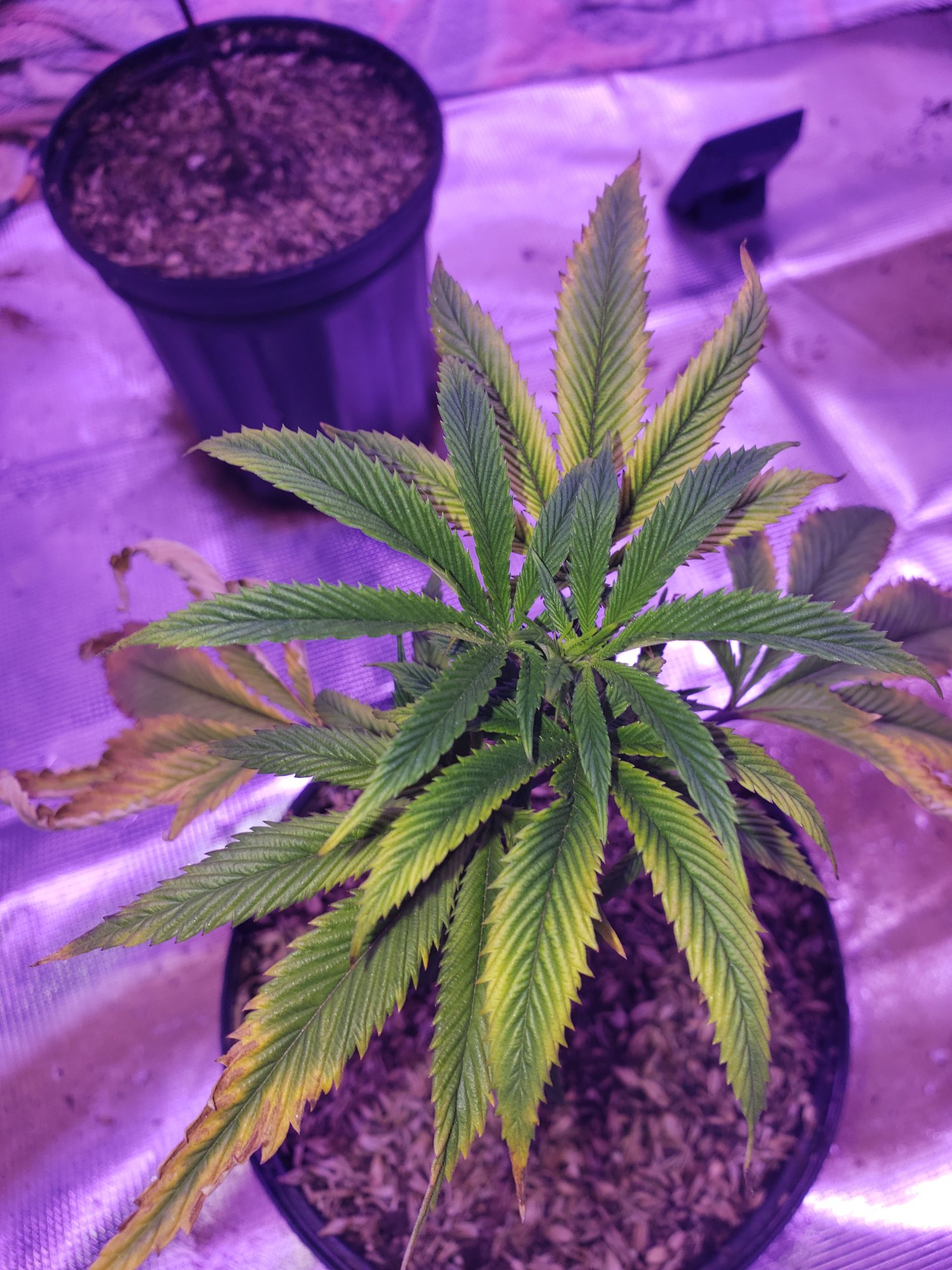 Overwatering caused deficieny help identifying