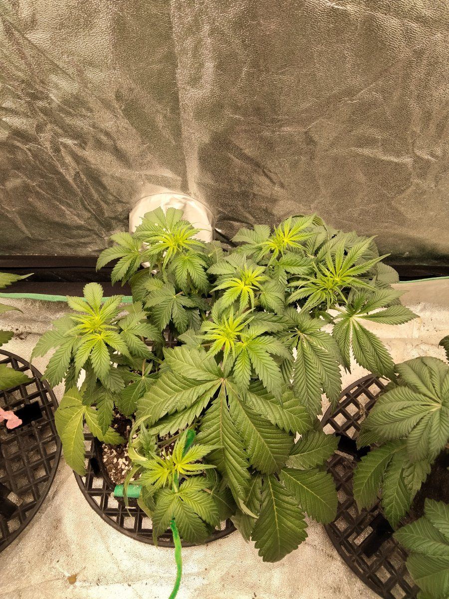 Overwatering or root rot in flower tell me what i should do 2