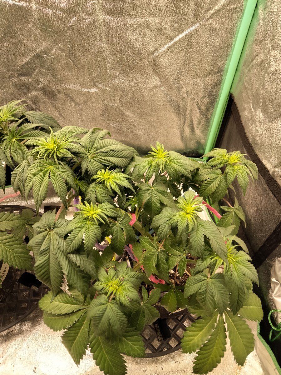 Overwatering or root rot in flower tell me what i should do