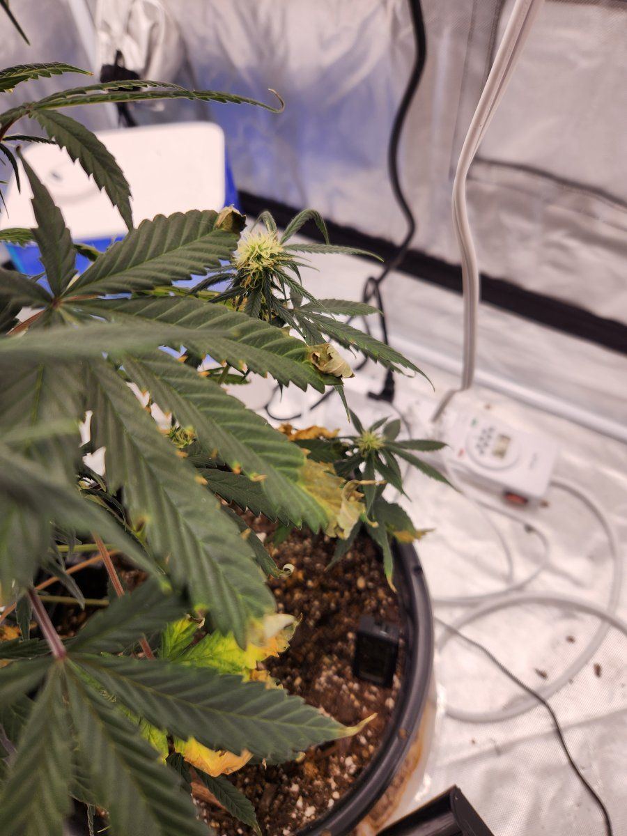 Overwatering or to many nutes 2