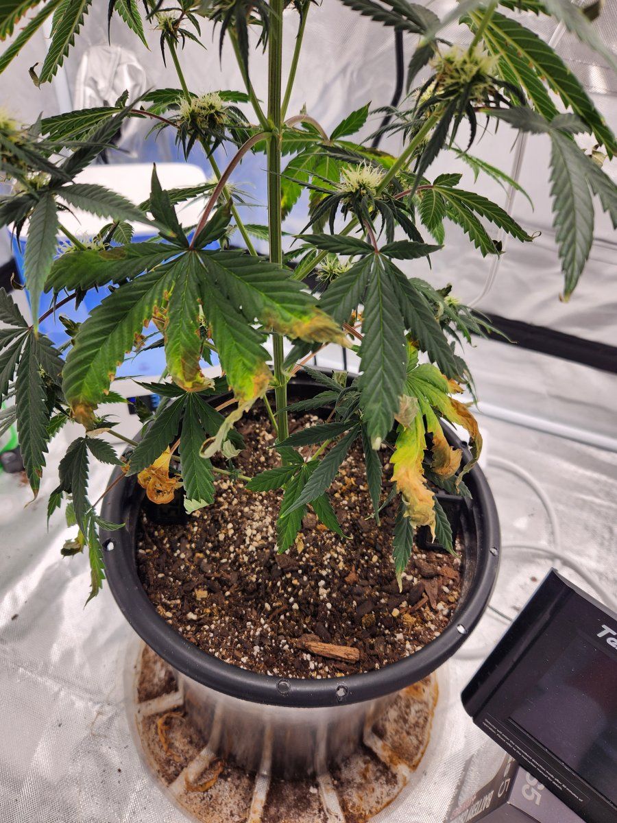 Overwatering or to many nutes