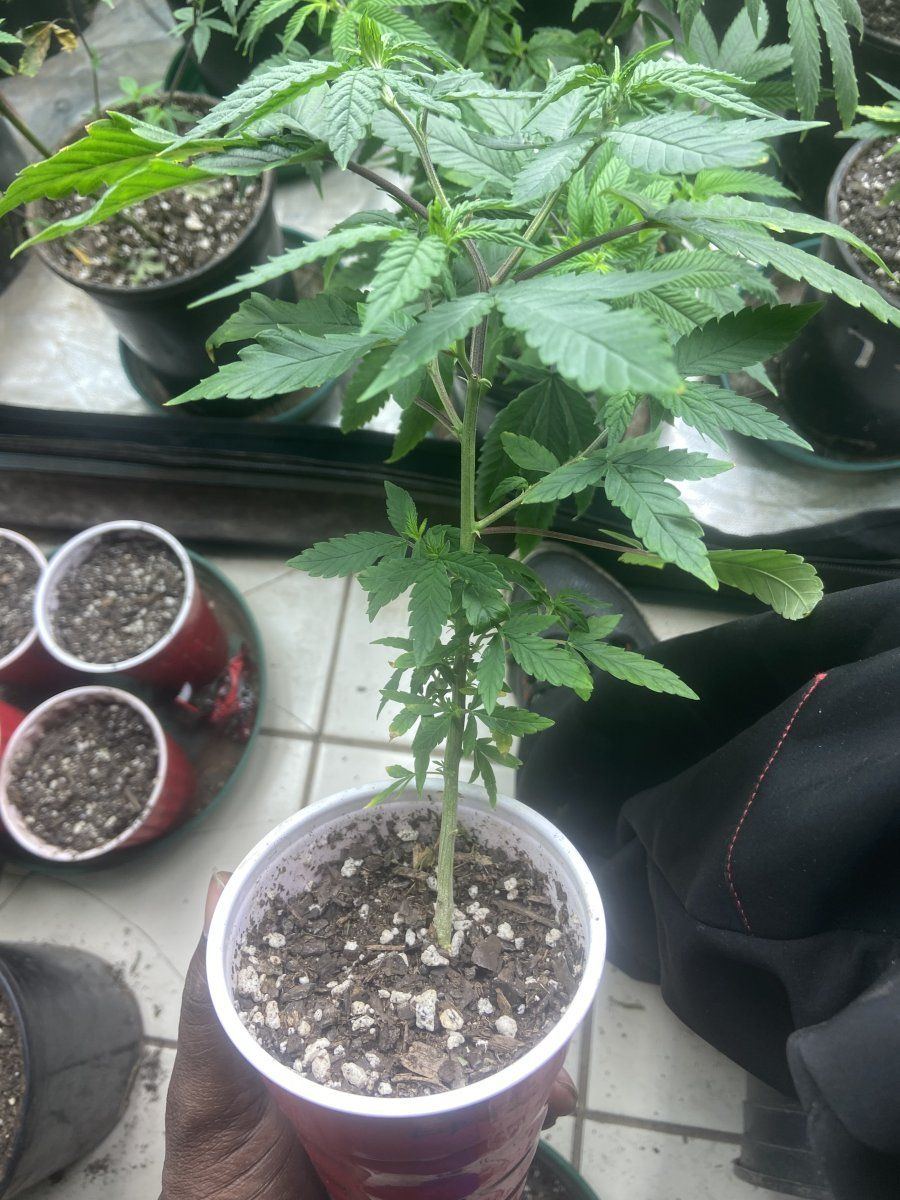 Overwatering to much need help please 5