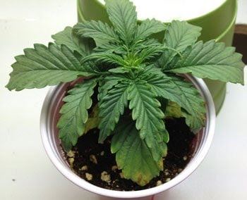 Overwatering2