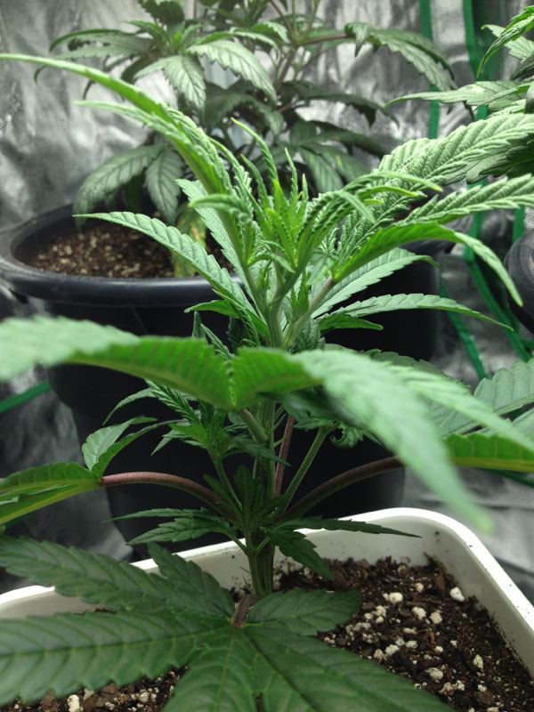OxP Pheno