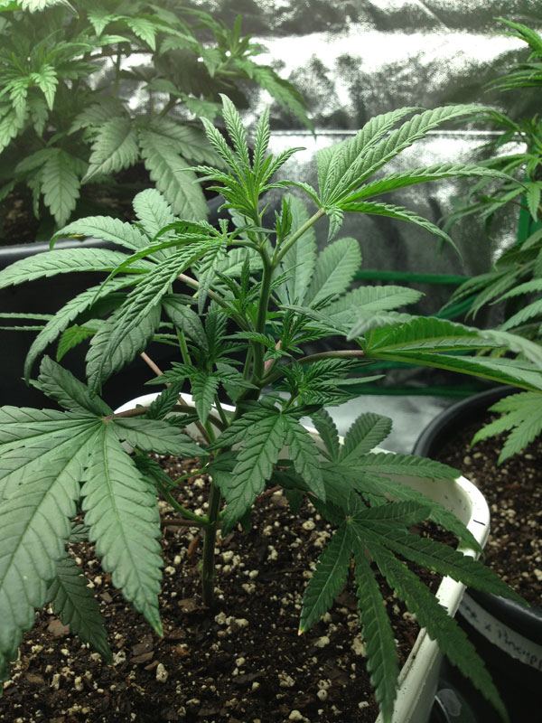 OxP Pheno2