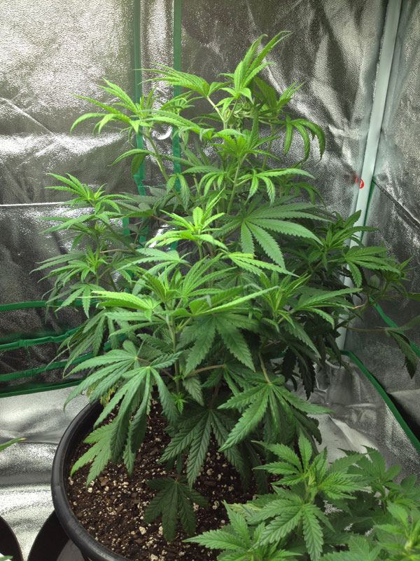 OxP Pheno3