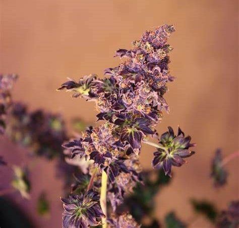 Ozbweed