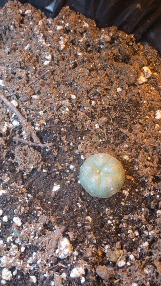 P cacti 002