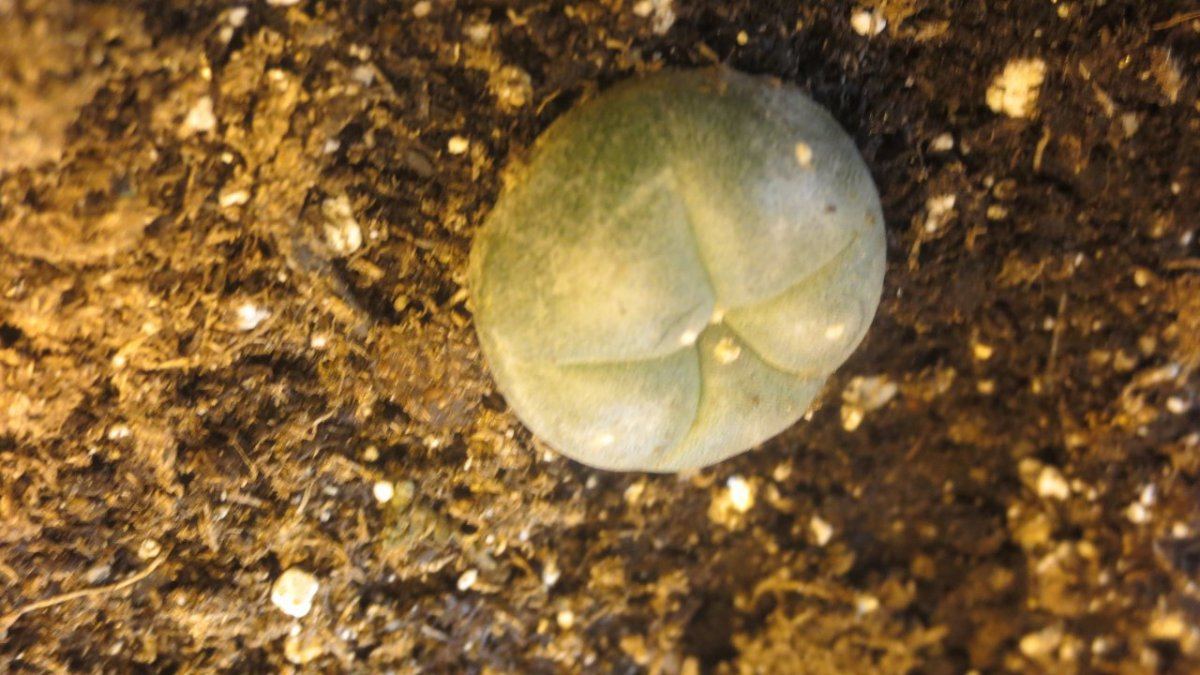P cacti 003