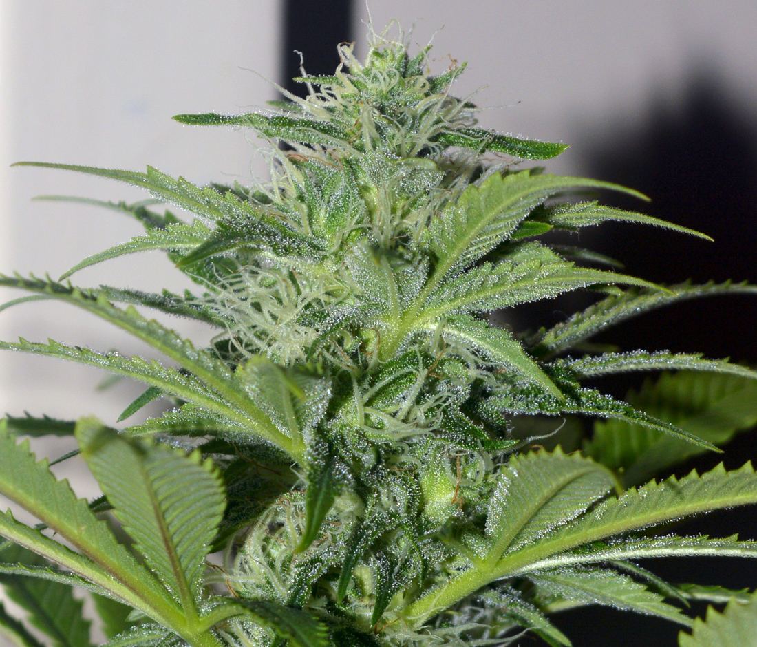 P F1frost