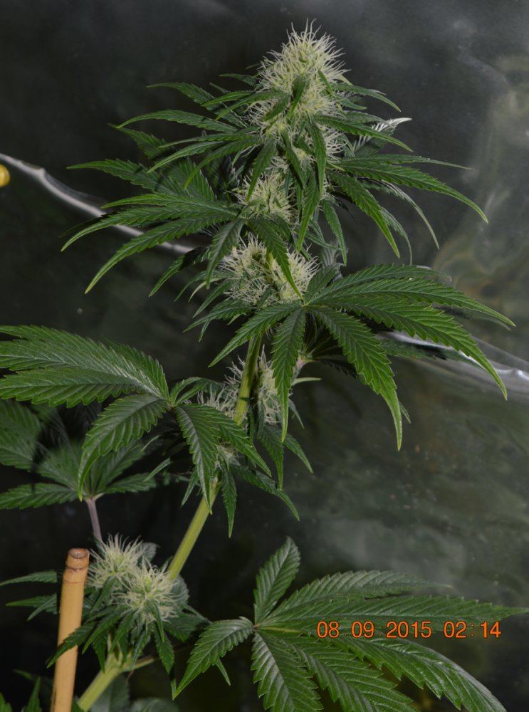 P F3 19