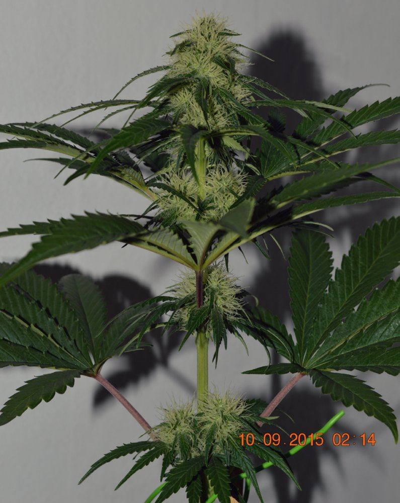 P F3 19 B