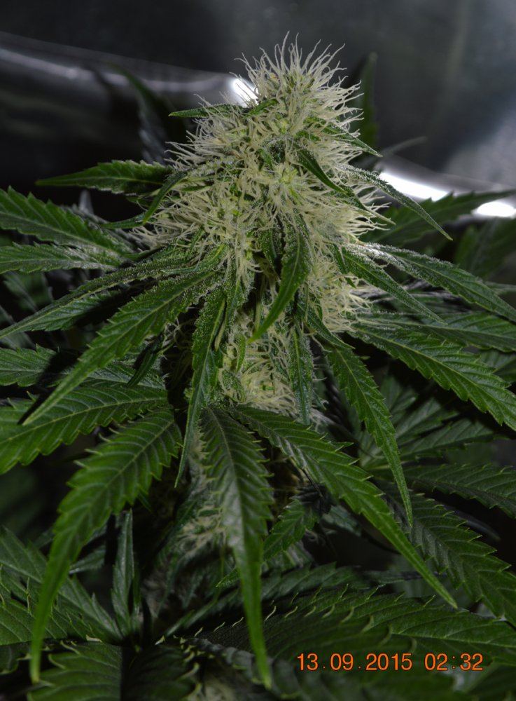 P F3 19 C