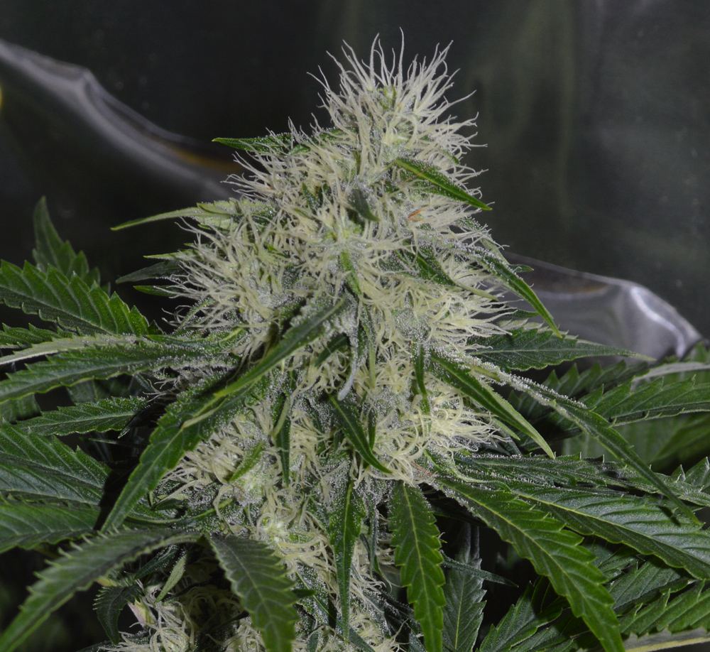 P F3 19 D