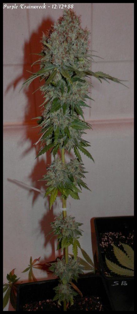 P Trainwreck   88days   1