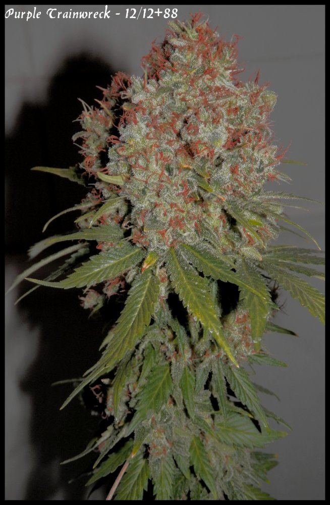 P Trainwreck   88days   2