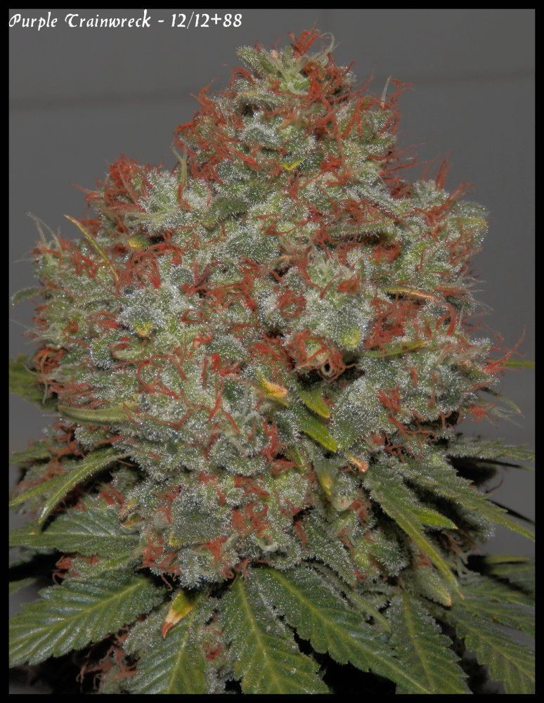P Trainwreck   88days   3