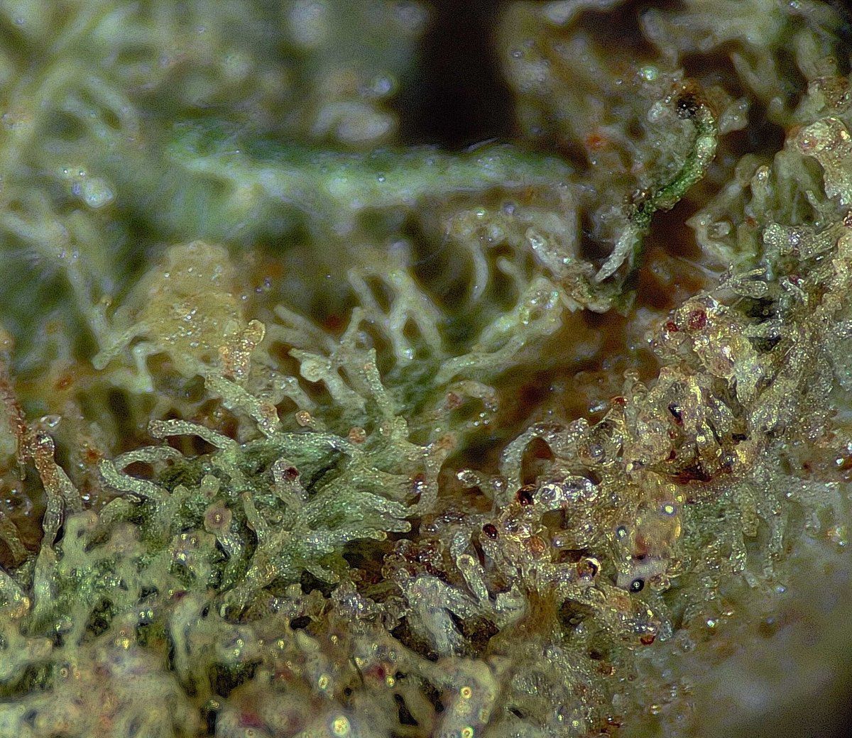 P00002