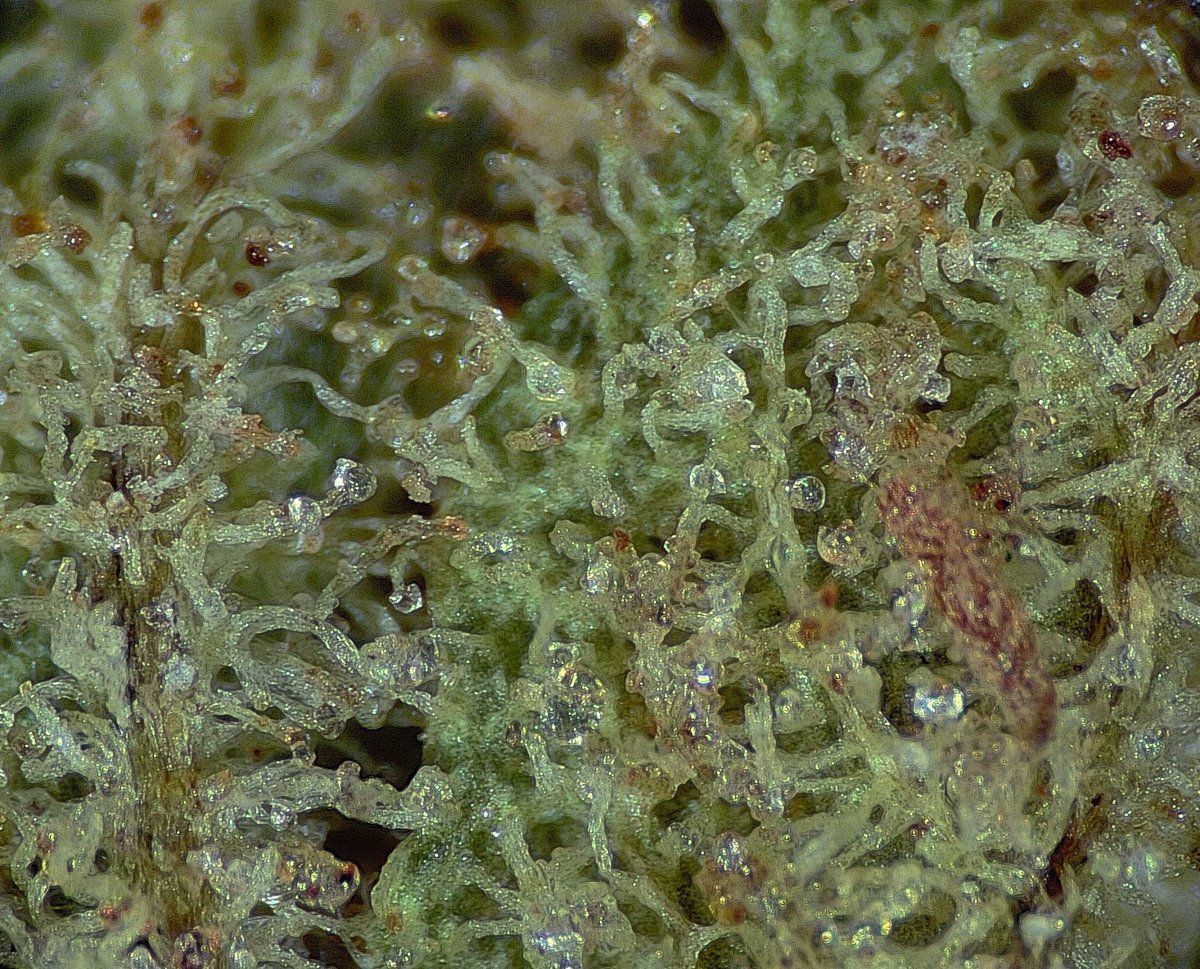 P00003