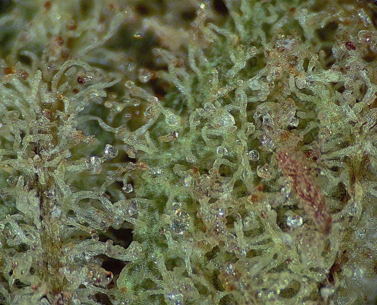 P00003
