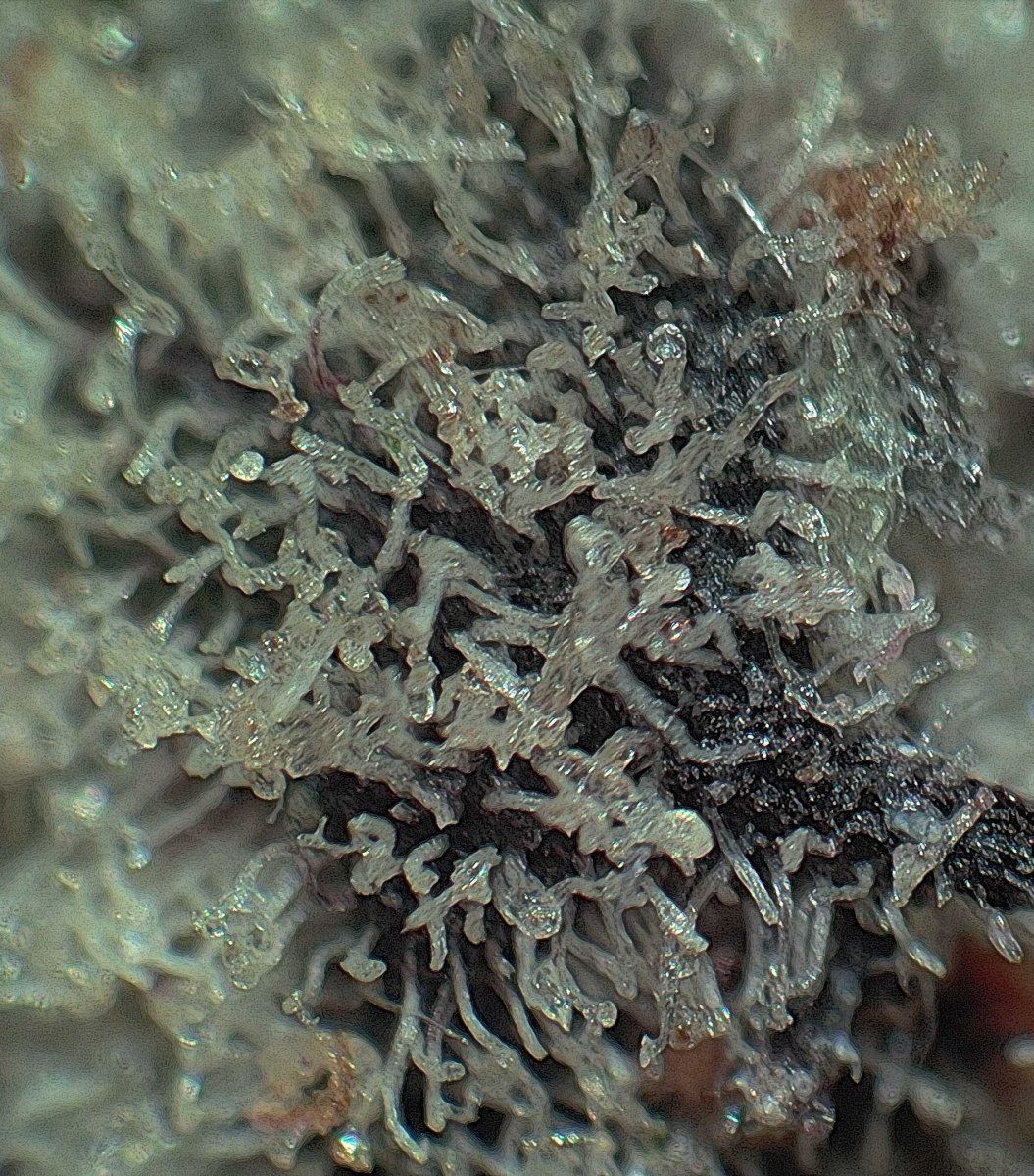 P00004 3