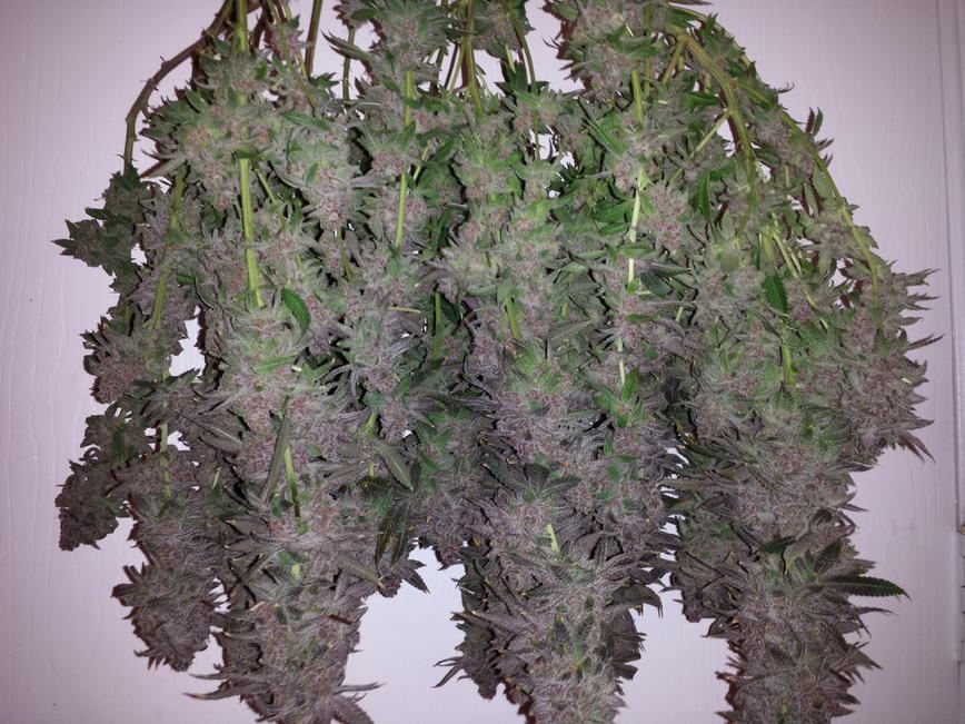P1 harvest