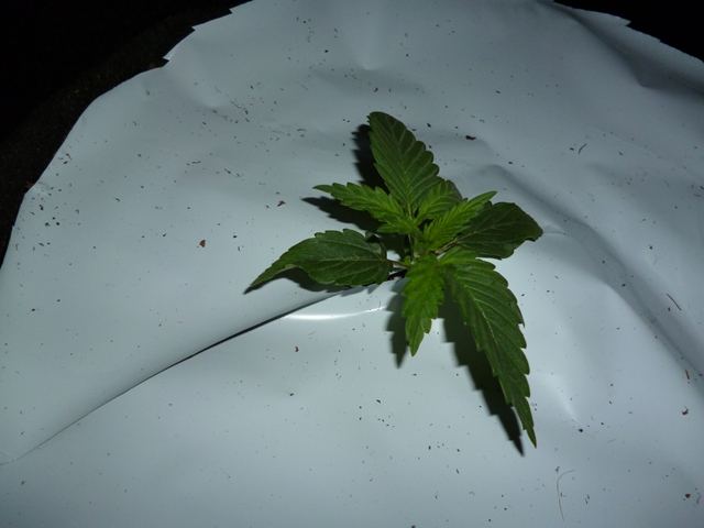 P1000969