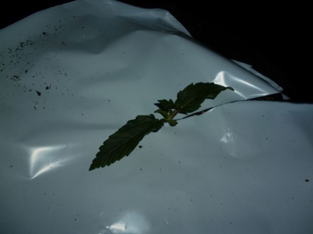 P1000974